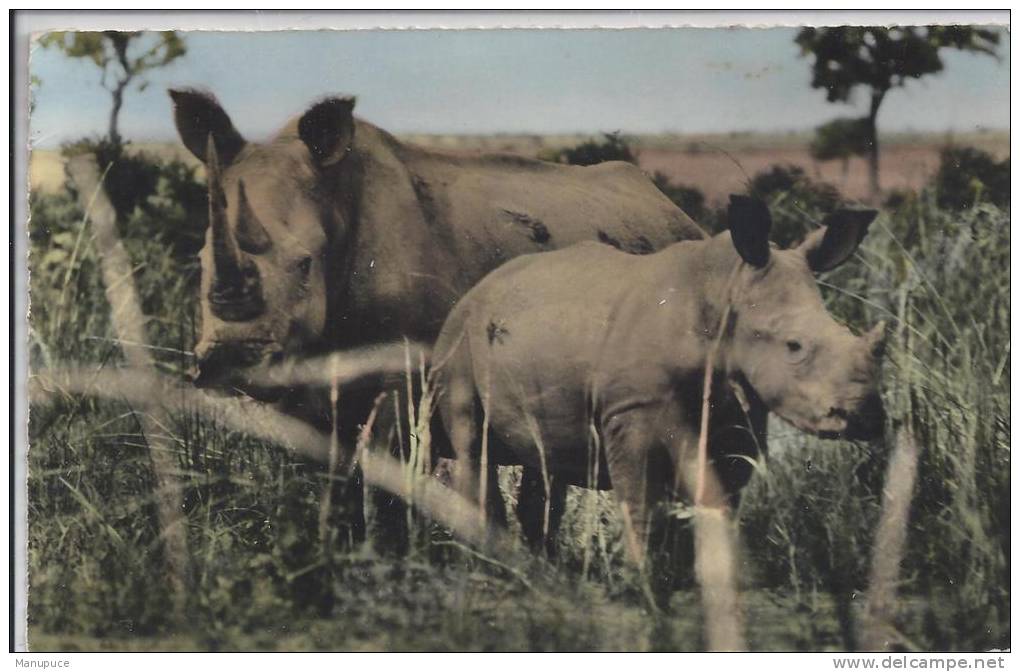 Rhinoceros Blancs - Rhinoceros