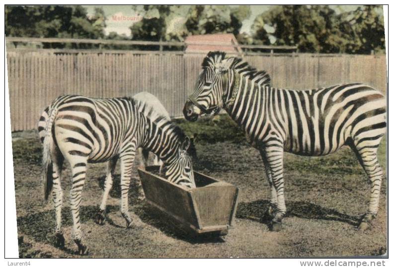 (150) Zèbre Au Zoo De Melbourne, Victoria, Australia / Zebra In Melbourne Zoo - Zèbres