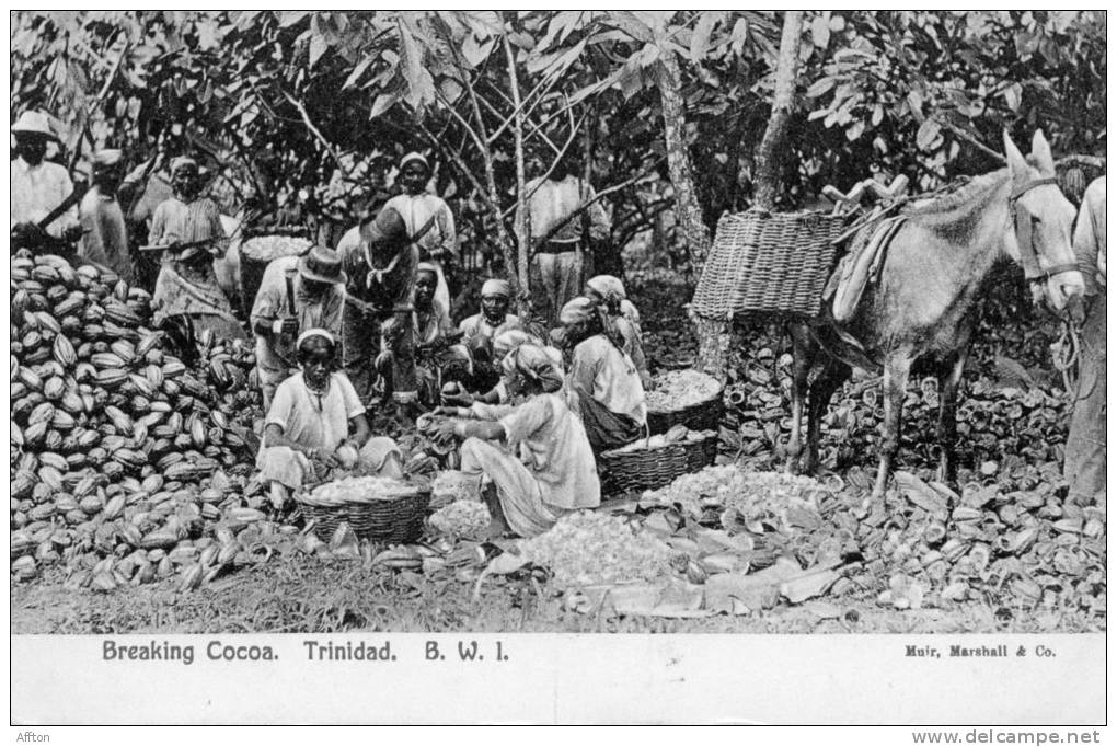 Trinidad BWI Old Postcard Breaking Cocoa 1905 - Trinidad