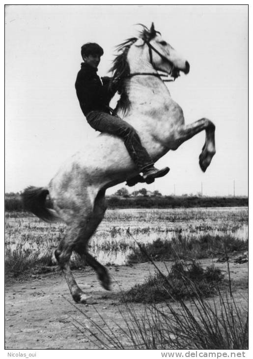 LA CAMARGUE  GARDIAN    Photo   J. POUCHON Arles - Arles