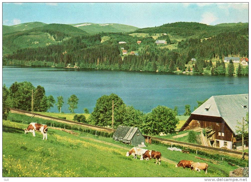 Allemagne-Bade-Wurtemberg (neustadt) Titisee- Blick Auf Den Feldberg -ETAT = Voir Description ( Vache Vaches)* PRIX FIXE - Titisee-Neustadt