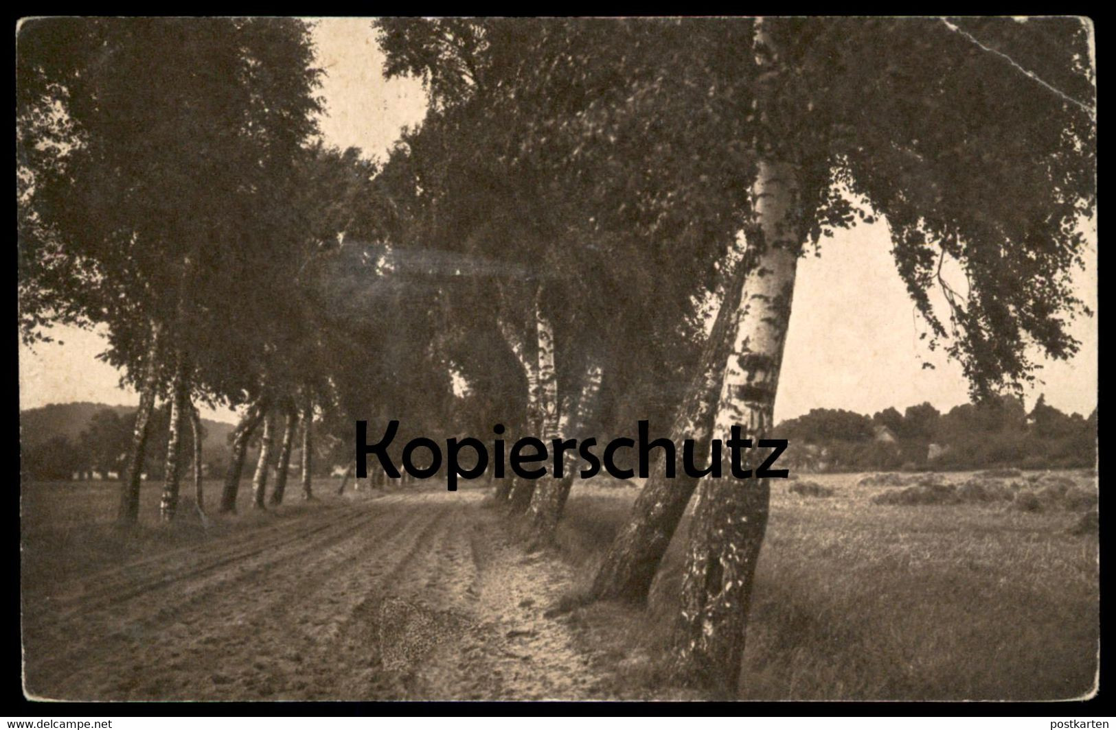 ALTE KÜNSTLER POSTKARTE LANDSCHAFTSSTUDIEN No.1812 LANDSCHAFT Fotografie Photographie Photography Allee Alley Birke Tree - Autres & Non Classés