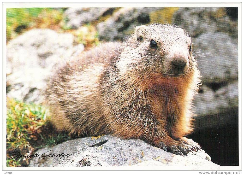 CARTE POSTALE - MARMOTTE - Other & Unclassified