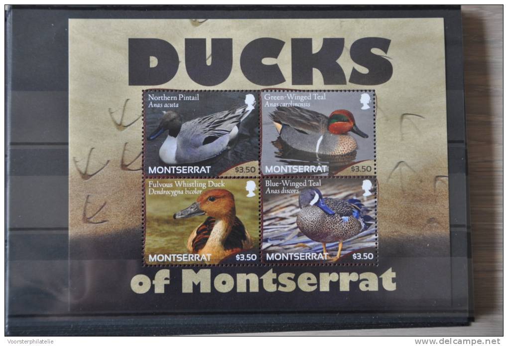 G 137 ++ MONTSERRAT 2012 DUCKS EEND BIRDS OISEAU VOGELS ENTE CANARD  MNH ** - Montserrat