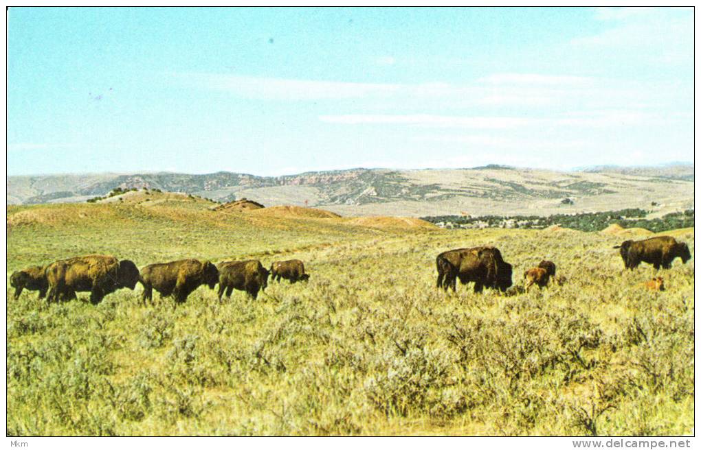 Buffalo Of The West - Sonstige & Ohne Zuordnung