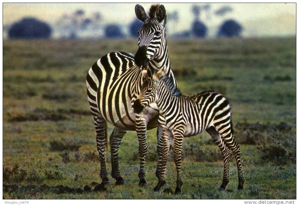 ZEBRES...CPM - Zebras