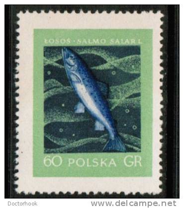 POLAND    Scott #  811**  VF MINT NH - Unused Stamps