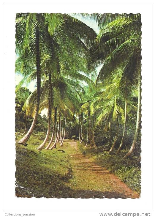 Cp, Les Caraïbes, The Sunny Caribbean, Allée De Cocotiers, Voyagée 1970 - Autres & Non Classés