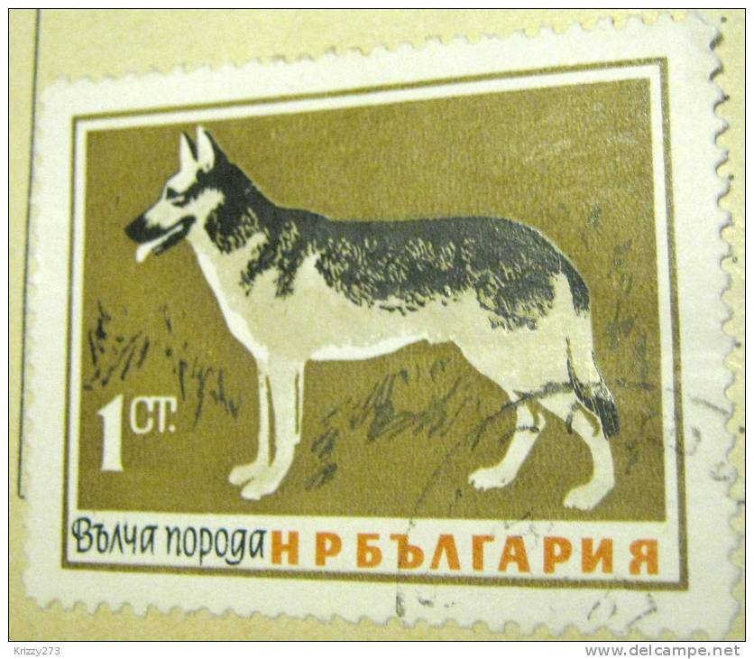 Bulgaria 1964 Dogs Alsatian 1s - Used - Usados