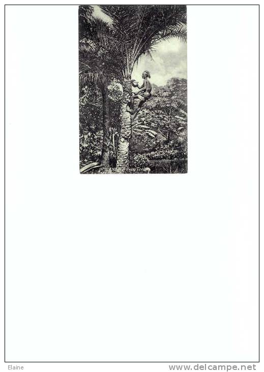 'Native Drawing Toddy'  Man Climbing Palm Tree - Sin Clasificación