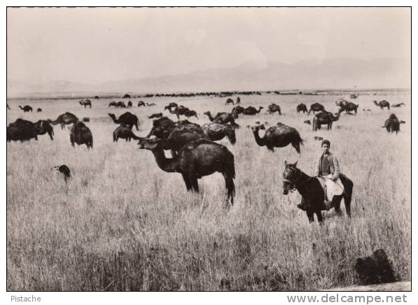 Carte Photo - Chameaux Camels - Algérie Algeria - Collection Saharienne - 1950 - Non Circulée - Autres & Non Classés