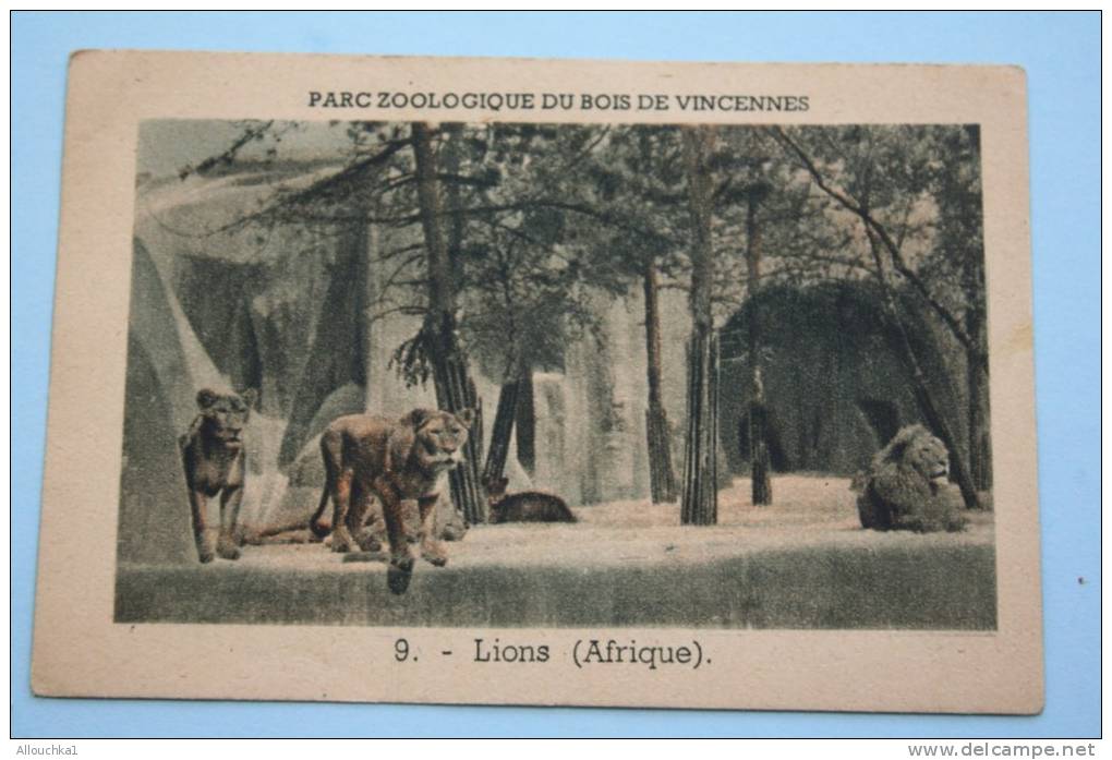 N°9-Lions D'Afrique&mdash;&gt;Parc Zoologique Du Bois De Vincennes Chromo &amp; Image: Thème Des Animaux Au ZOO - Autres & Non Classés