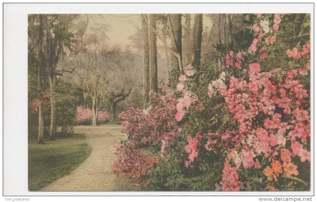 CHARLESTON,  MAGNOLIA GARDENS, NM Cond. Hand Colored PC, Unused, 1910s - Charleston