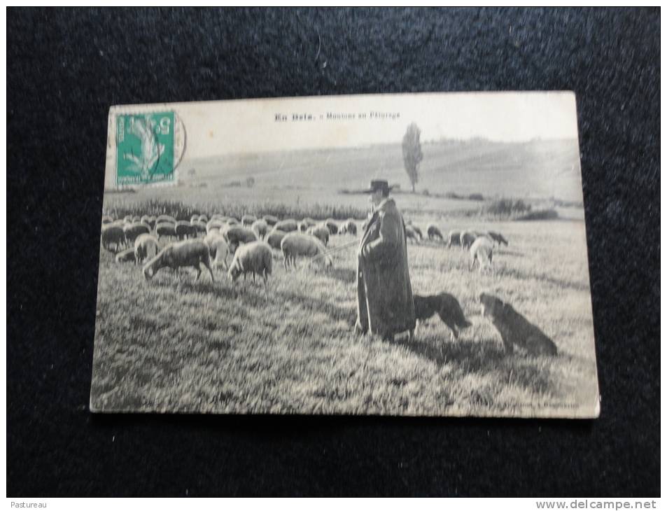 En Brie :  Moutons Au Pâturage.Le Berger Et Son Troupeau . - Otros