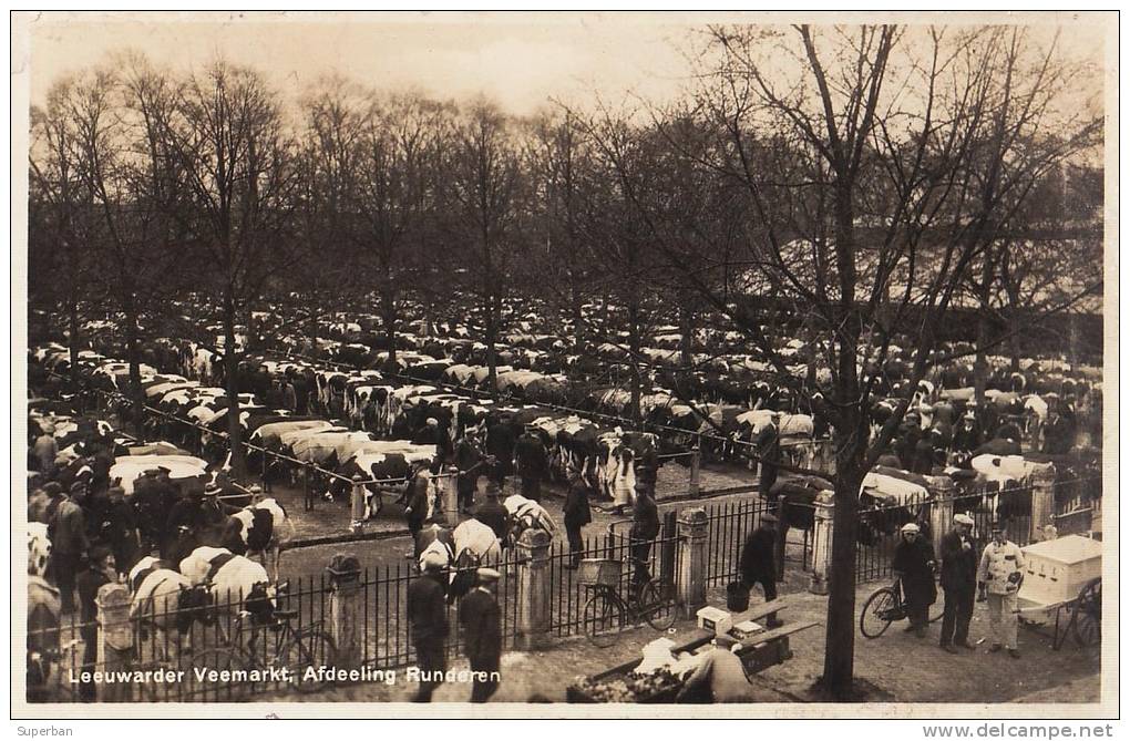 LEEUWARDEN : LEEUWARDER VEEMARKT AFDEELING RUNDEREN / MARCHÉ De BOVINS - CARTE ´VRAIE PHOTO´ (l-424) - Leeuwarden