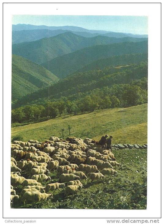 Cp, Elevage, Un Troupeau De Moutons, Dans Le Fond, Les Montagnes Cévennoles, écrite - Breeding