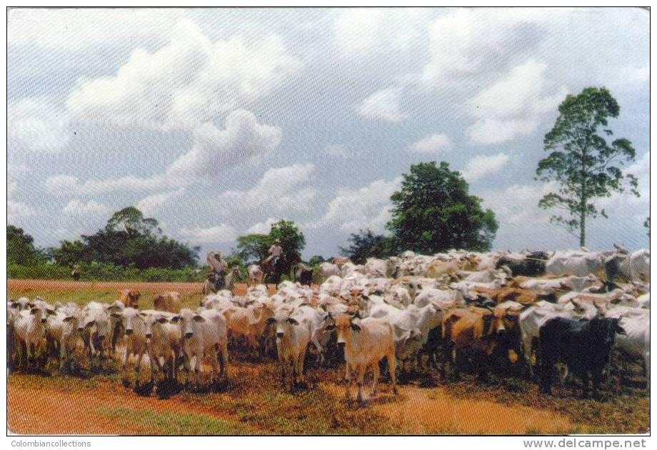 Lote PEP240, Colombia, Postal, Postcard, Puerto Gaitan, Ganaderia, Vacas, Toros, Cattle, Cows, Bulls - Colombia