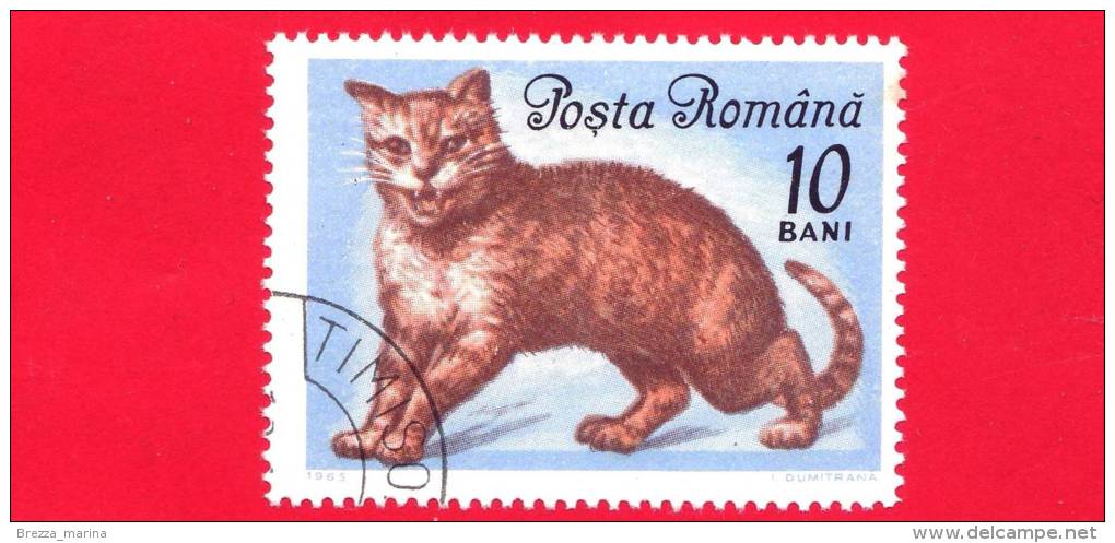 ROMANIA - ROMANA - Nuovo Obliterato - 1965 - Gatti - Chats - European Cat - 10 Bani - Unused Stamps