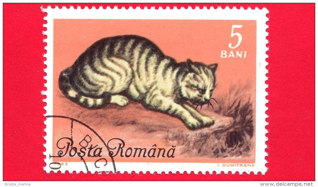 ROMANIA - ROMANA - Nuovo Obliterato - 1965 - Gatti - Chats - European Cat - 5 Bani - Neufs