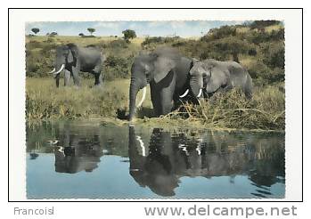 East Africa. Eléphants Qui S'abreuvent. Kenya. 1965 - Éléphants