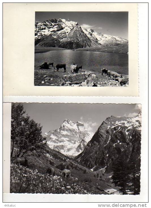 TIGNES  ( Savoie) Lot De 2 Photos  Troupeaux De Vaches   Photo Réalisée Par Un Professionnel Anonyme - Luoghi