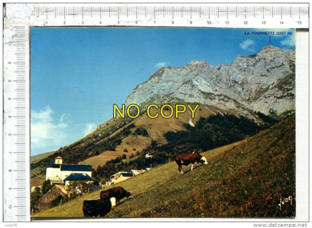 MONTMIN -  Depuis Le Village Vue Sur La Tournette   2357 M -  Vaches Au Pâturage - Saint-Jean-d'Aulps