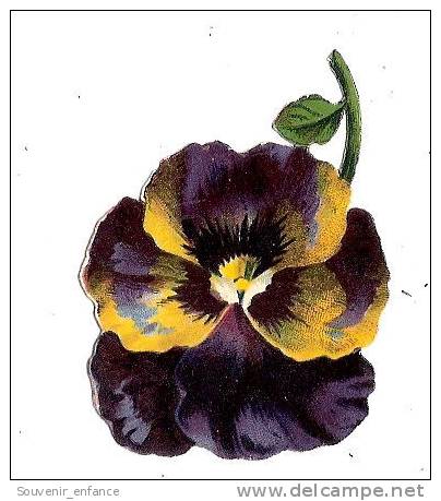 Decoupis Fleur - Flowers