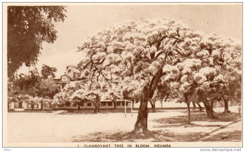 Noumea New Caledonia Flamboyant Tree In Bloom Old - Nouvelle-Calédonie