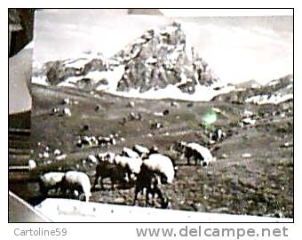 CERVINIA IL CERVINO E PASCOLI CON MUCCHE E PECORE S1960  DU1363 - Altri & Non Classificati