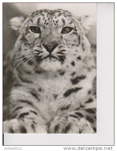 Tierpark Zoo Schneeleopard Sw 1974 - Tigri