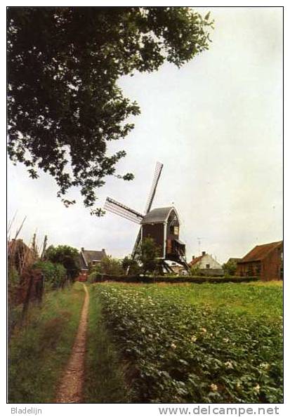 ZITTAART Bij Meerhout (Antw.) - Molen/moulin - De Zittaartse Molen Langs Het Molenpad, Hier Nog Met Open Voet - Meerhout