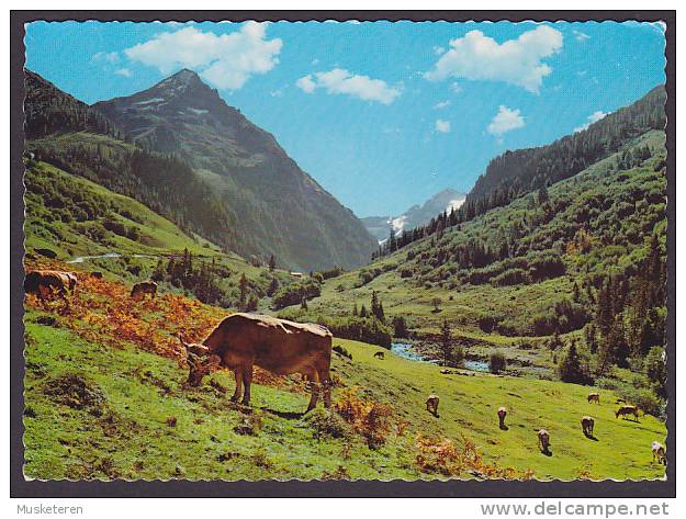 Austria PPC Hochtal Gerlos Blick Vom Wimmertal Auf Wechselspitze Und Rotkopf Zillertal Tirol Cow Vache Kuh - Zillertal