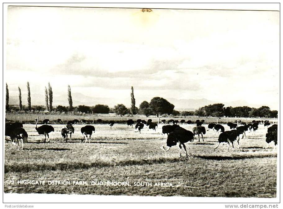 Highgate Ostrich Farm, Oudtshoorn, South Africa - Sudáfrica