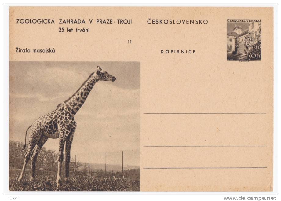 Czechoslovakia - Postal Card - Giraffe Masai - Unused - Giraffen