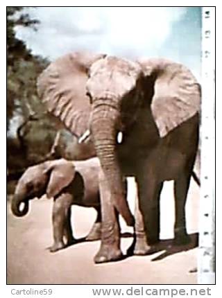 ELEFANTE E CUCCIOLO AFRICA  V1969 DV1718 - Elefantes