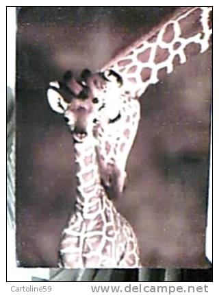 GIRAFFA CON CUCCIOLO  KENYA VB1996   DV1730 - Girafes