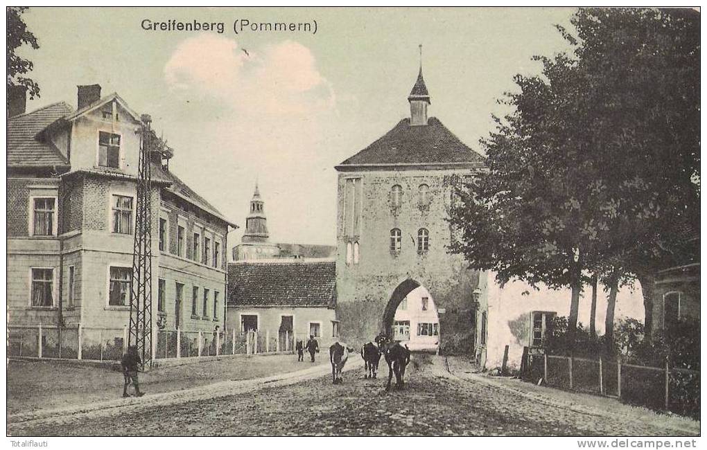 Greifenberg Pommern Gryfice Kühe Vor Dem Stadttor Belebt Grünlich 1.5.1919 Gelaufen - Pommern