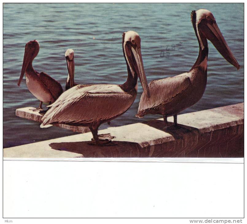 Pelicans - Miami