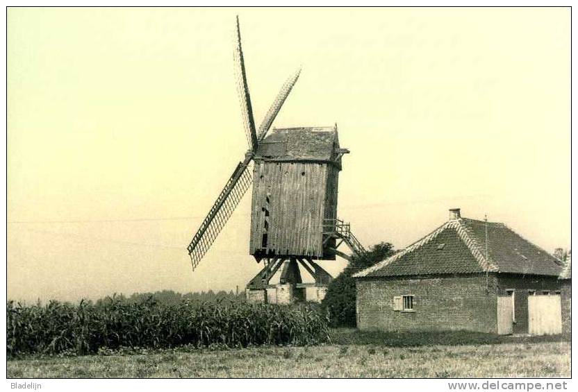 SINT-KATHERINA-LOMBEEK ~ Ternat (Vlaams-Brabant) - Molen/moulin - Molen De Neef, Enkele Jaren Voor De Afbraak - Ternat