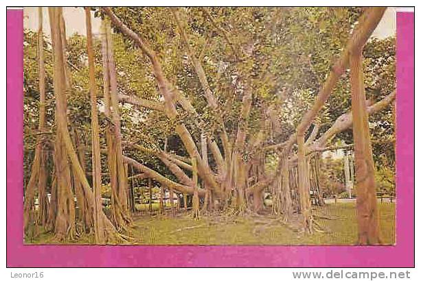 FORT MYERS     -   * BANYAN TREE  *   -   Publisher :  INT. GRAPHICS   N°/ - Fort Myers