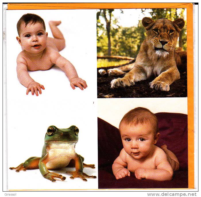 CPM GRENOUILLE LION LIONCEAU BEBE Vicky Ceelen 16 Par 16 Double Avec Enveloppe - Lions