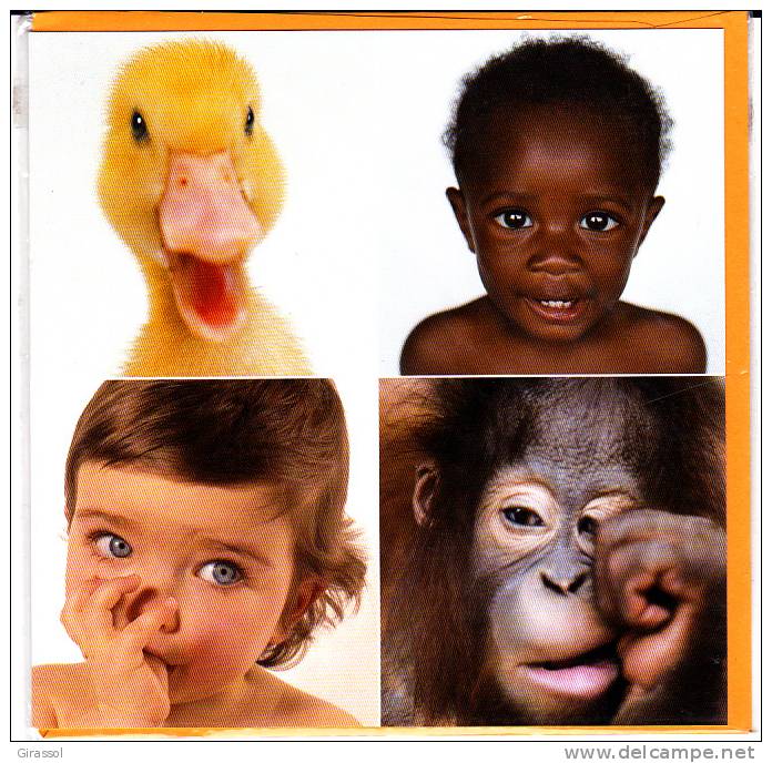 CPM CANARD SINGE ENFANT  BEBE Vicky Ceelen 16 Par 16 Double Avec Enveloppe - Singes