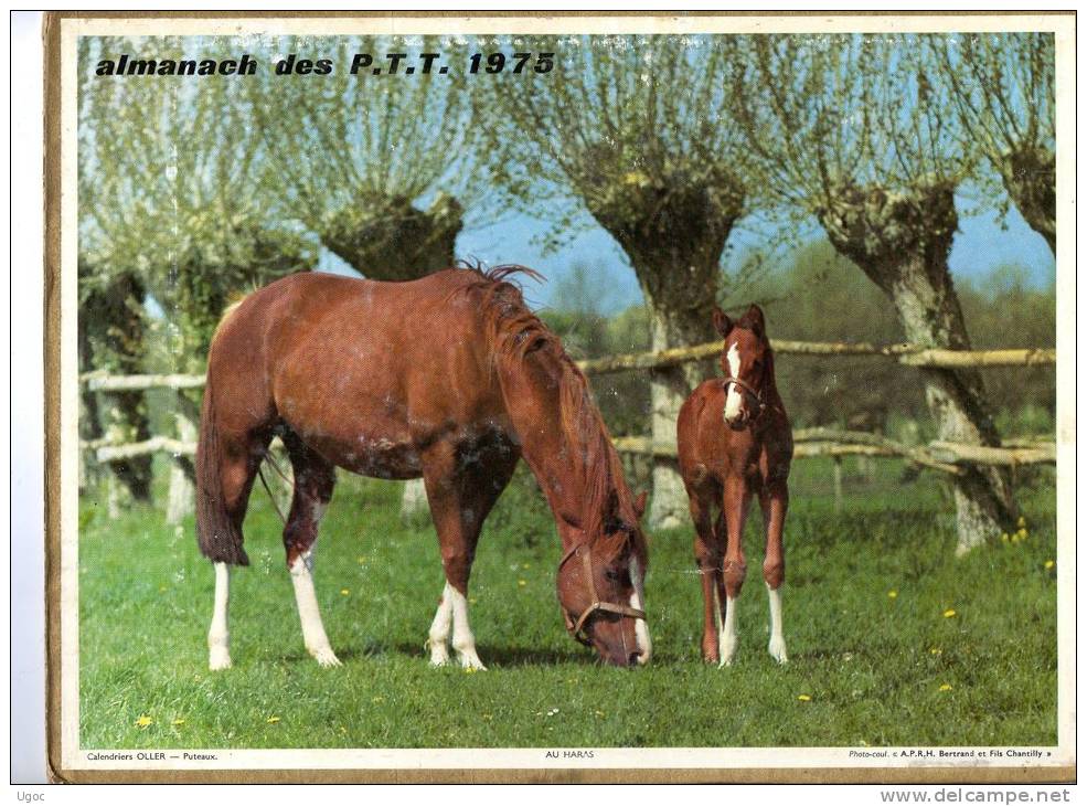 -  CALENDRIER Image Recto-Verso 1975 - Au Haras Et Taquinerie ( Tortue ) . - Grand Format : 1971-80