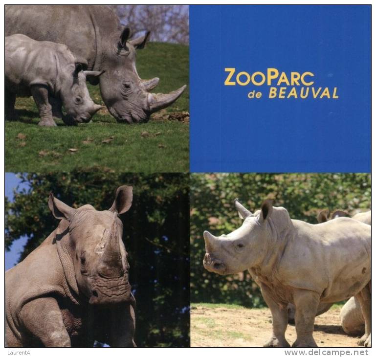 (305) Zoo Pard De Beauval - Rhinoceros Blanc - Neushoorn