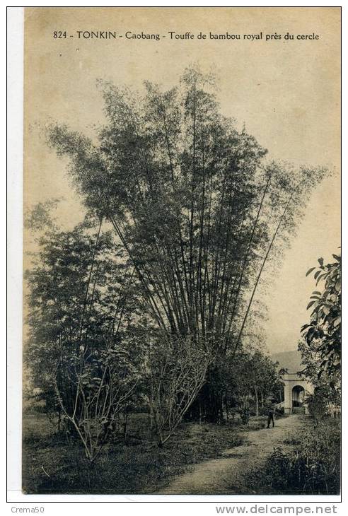 JAPON - TONKIN - Caobang - Touffe De Bambou Royal Près Du Cercle - Autres & Non Classés