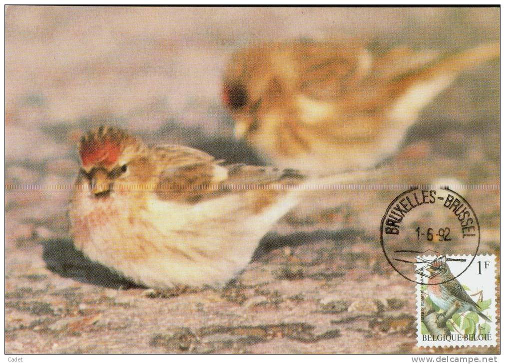 C.O.B. 2457  Sizerin Flammé - Barmsijs. Timbre Oiseau D´André Buzin. - 1991-2000