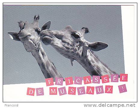 "Fricassée De Museaux". Une Girafe Tente D'embrasser L'autre, Pas Ravie... - Girafes
