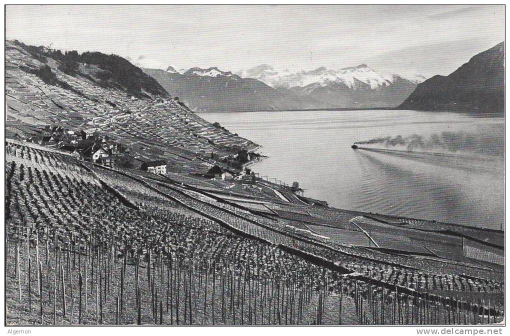 L158 - Lavaux Près De Riex Et Les Alpes - Riex