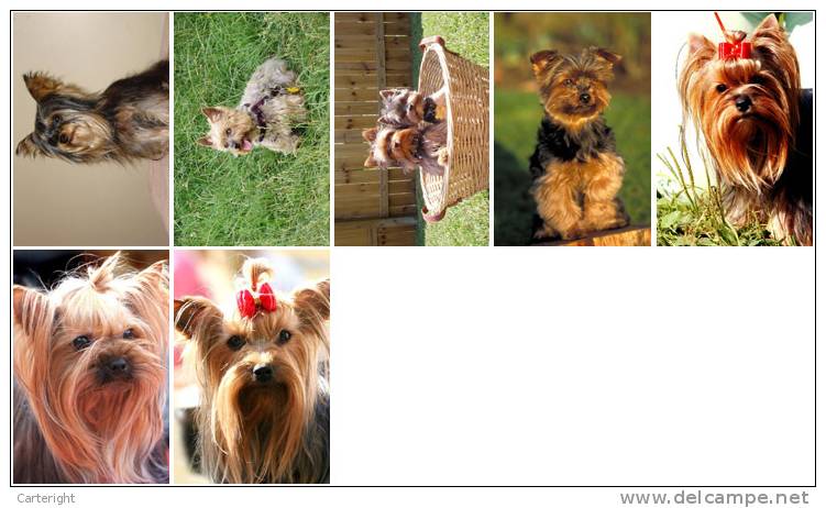 3650 Dog 37 Yorkshire Terrier 2 Postkarte Carte Postale Group 7 Diff - Hunde