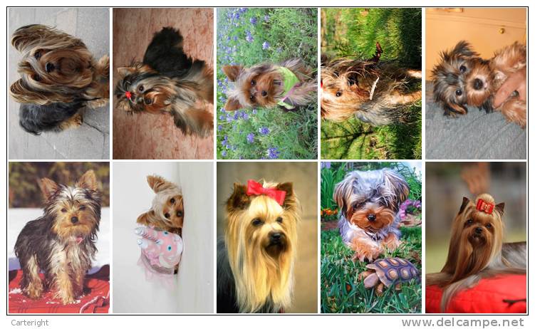 3650 Dog 37 Yorkshire Terrier 2 Postkarte Carte Postale Group 10 Diff - Chiens